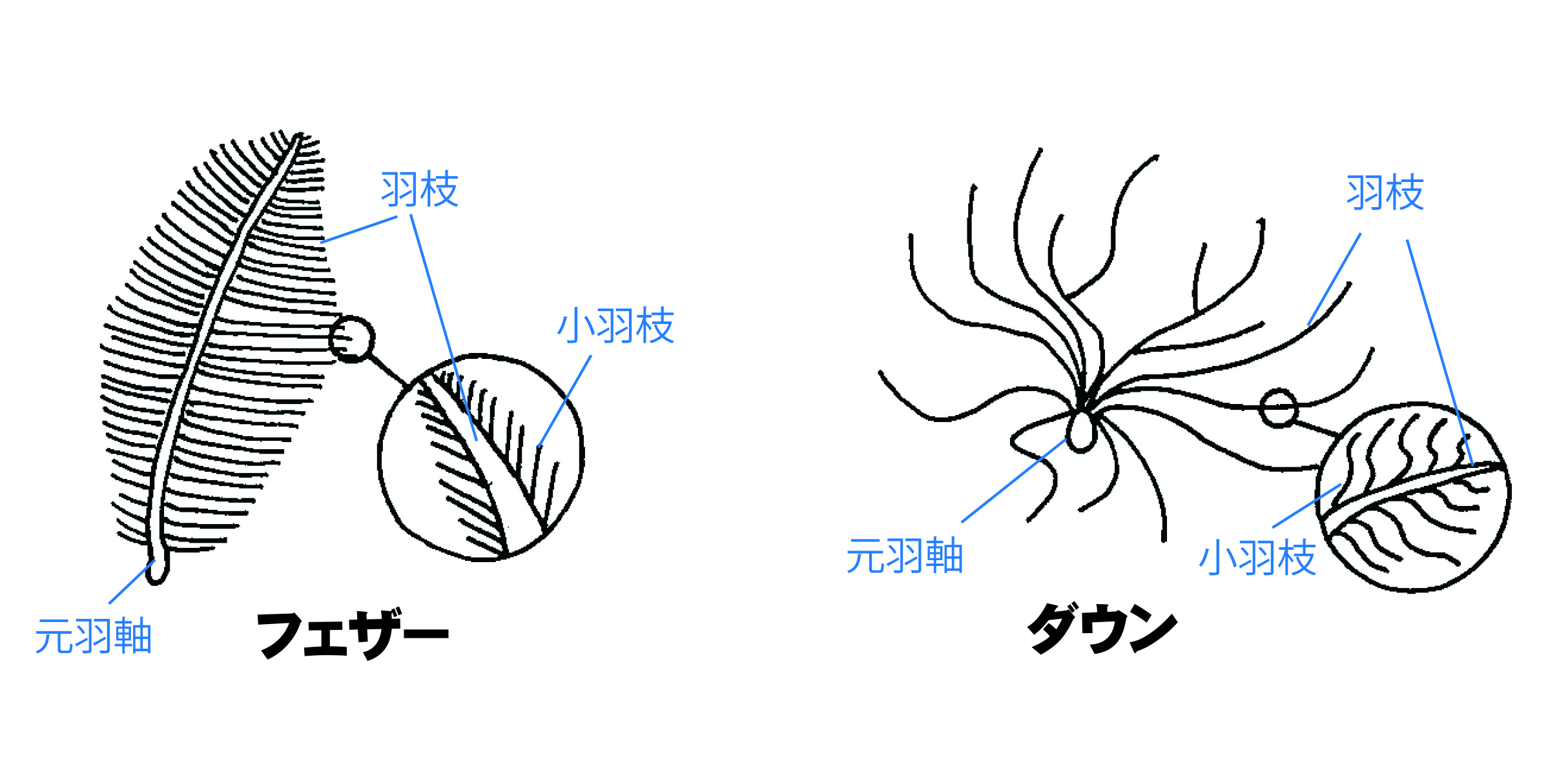 羽毛の名称 (002).jpg